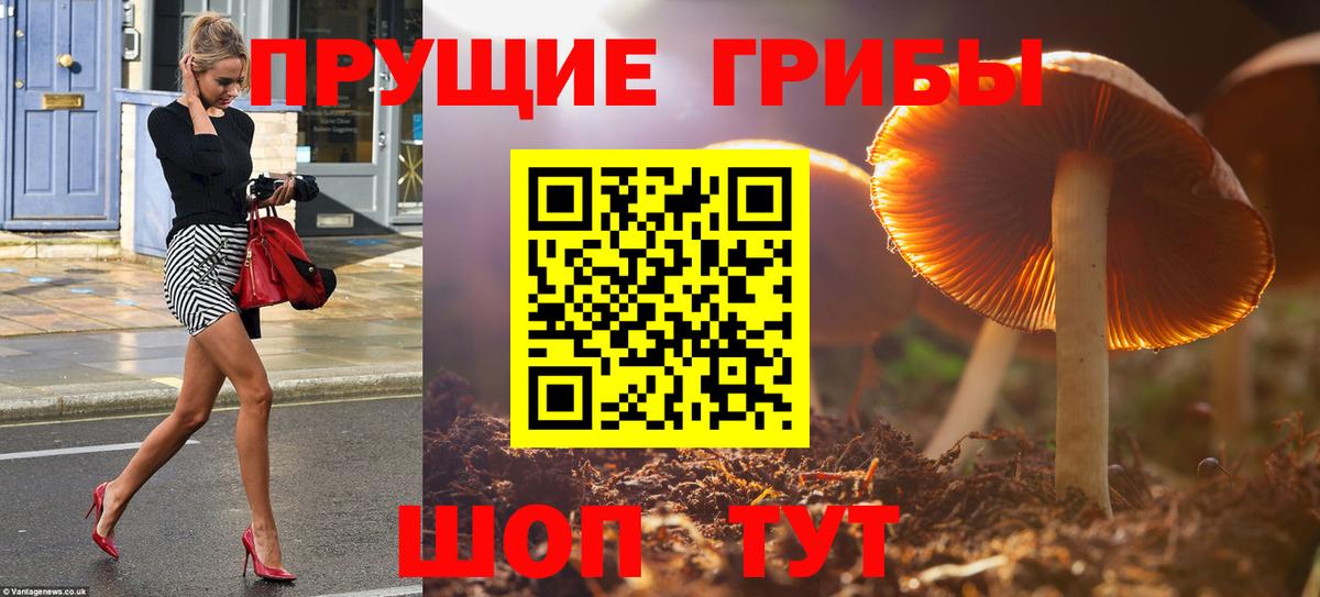 Галлюциногенные грибы Cubensis Светлоград